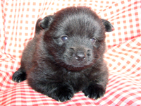 黒ポメラニアンの子犬