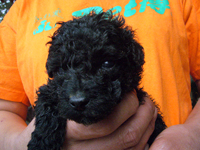 2008/08/05生まれのトイプードルの子犬