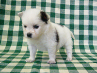 2008/09/05生まれのパピヨンの子犬 男の子