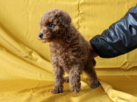 2010/01/18 生まれのトイプードルの子犬