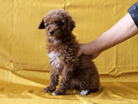 2010/01/18 生まれのトイプードルの子犬
