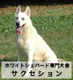 ホワイトシェパード専門犬舎サクセション