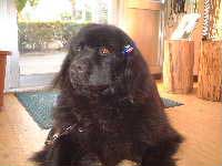 Max Pic